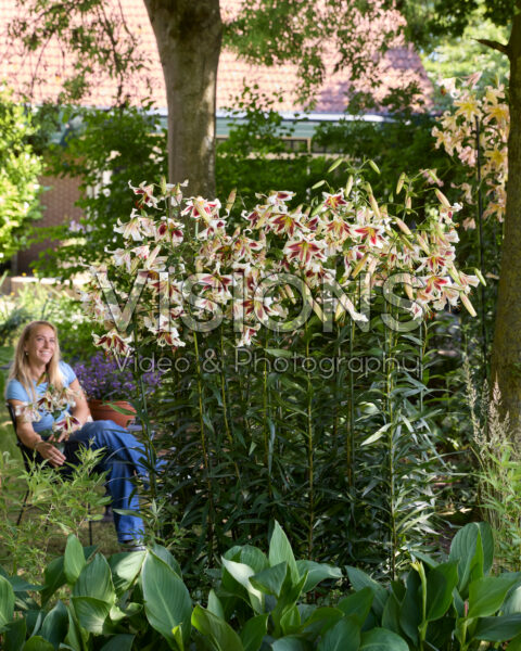 Lilium Beverly Dreams Lilium Beverly Dreams