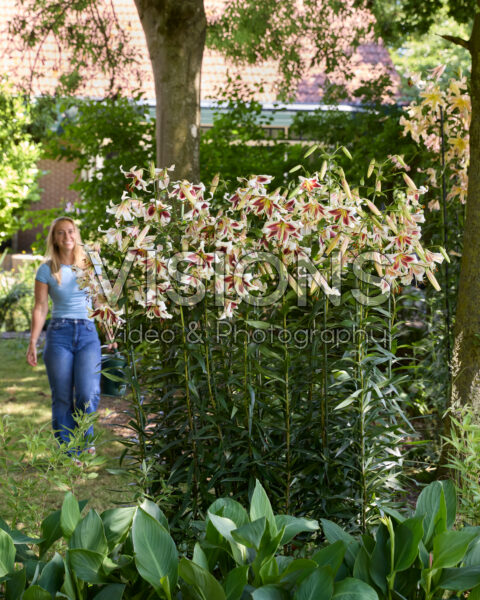Lilium Beverly Dreams