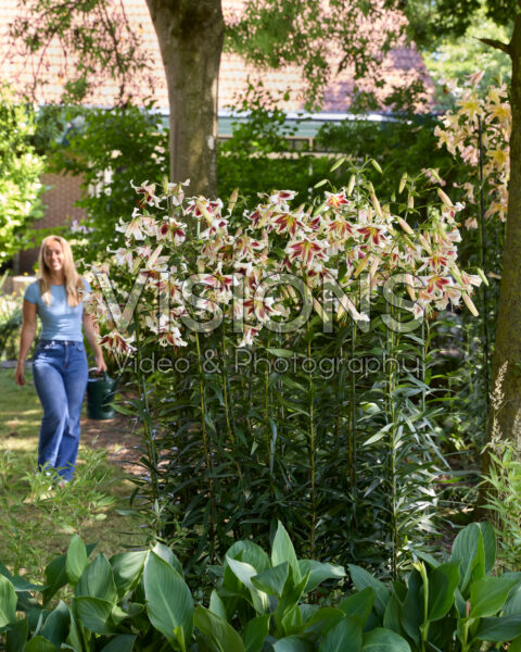 Lilium Beverly Dreams