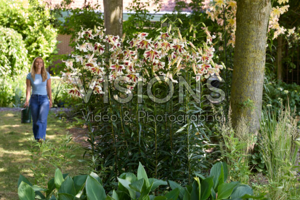Lilium Beverly Dreams