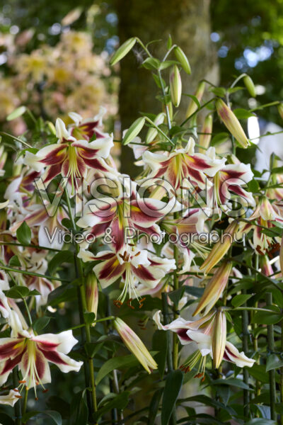 Lilium Beverly Dreams Lilium Beverly Dreams