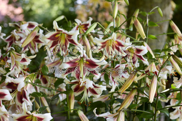 Lilium Beverly Dreams Lilium Beverly Dreams