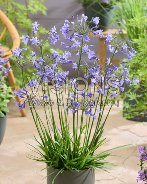 Agapanthus Lapis Lazuli
