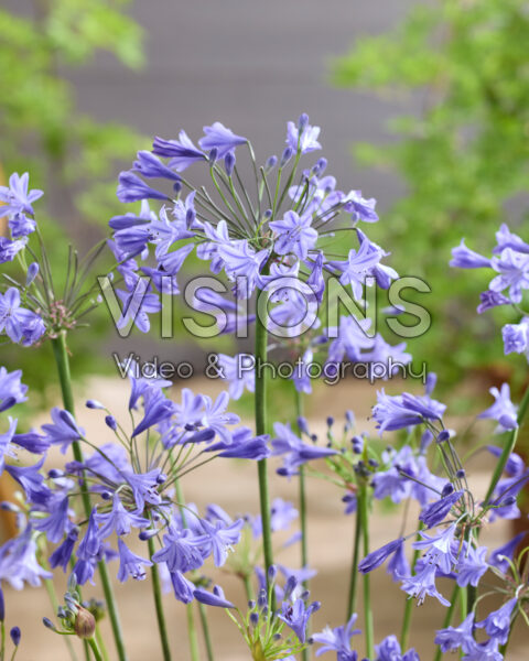 Agapanthus Lapis Lazuli