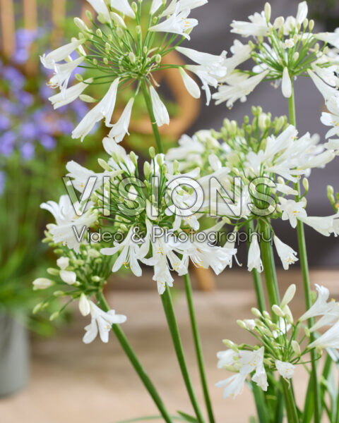 Agapanthus Vallée de Chamonix