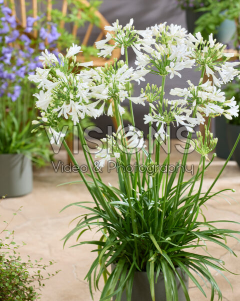 Agapanthus Vallée de Chamonix