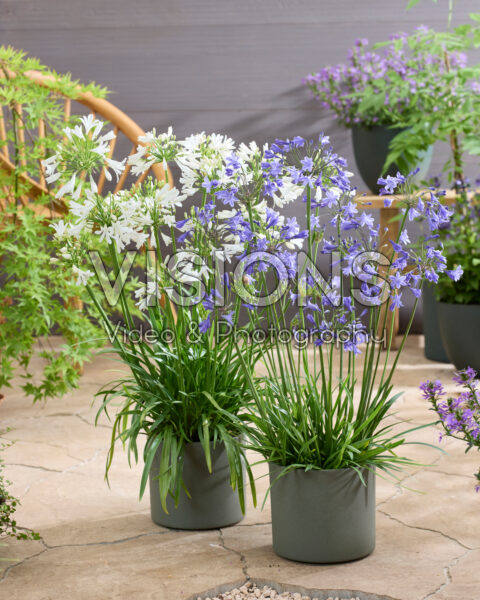 Agapanthus Vallée de Chamonix, Lapis Lazuli