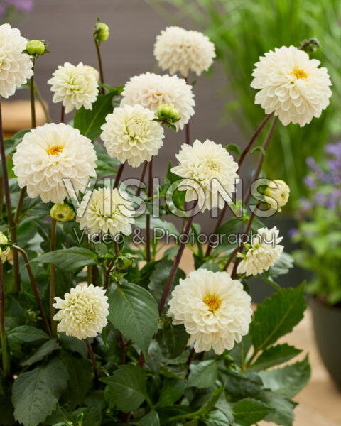 Dahlia Bazuin® Snow Owl