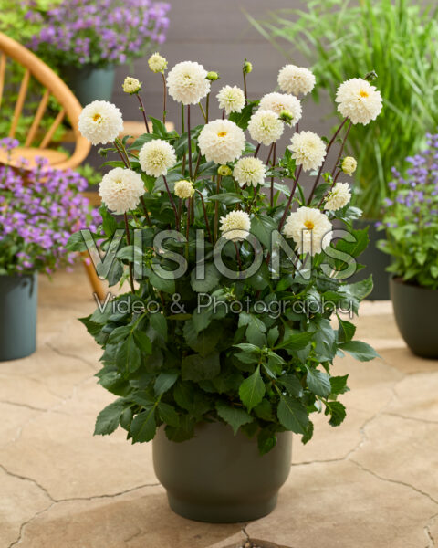 Dahlia Bazuin® Snow Owl