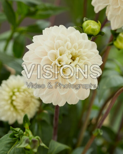 Dahlia BazuinĀ® Snow Owl Dahlia BazuinĀ® Snow Owl