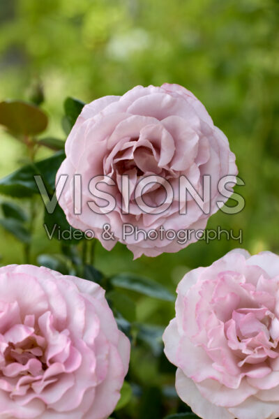 Rosa Blue Girl