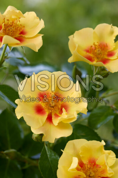 Rosa Eye of the Tiger