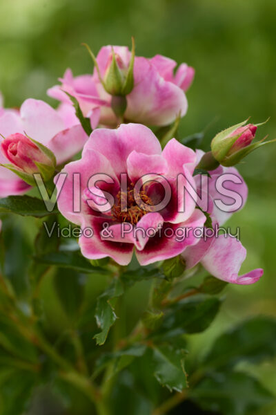 Rosa Trendy Babylon Eyes