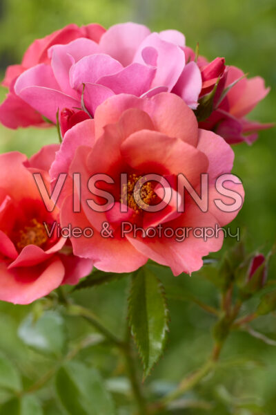 Rosa Maestro Babylon Eyes