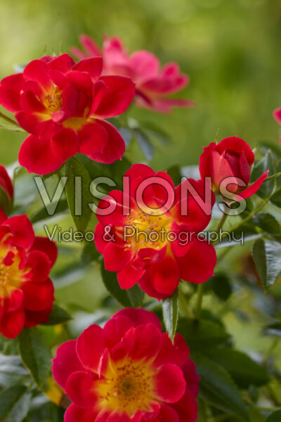 Rosa Bees Paradise Light Red