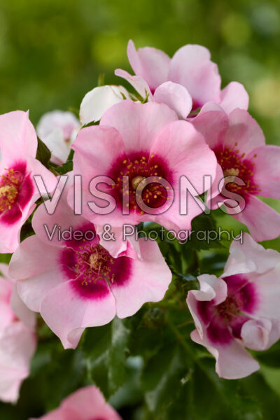 Rosa Bravo Babylon Eyes