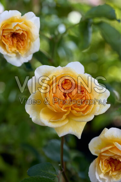 Rosa Port Sunlight