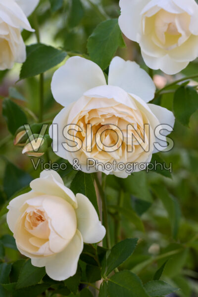 Rosa Lichfield Angel