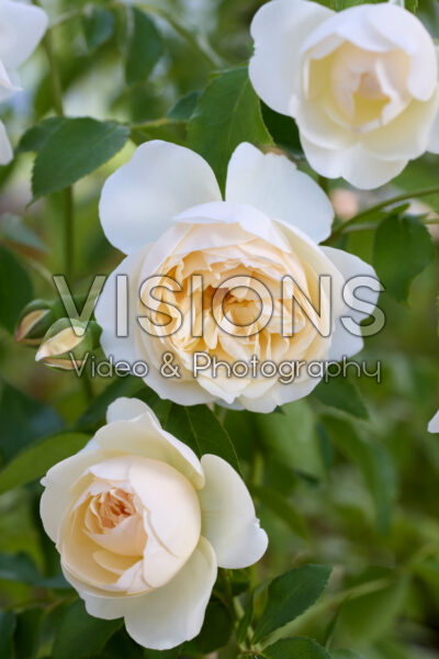 Rosa Lichfield Angel Rosa Lichfield Angel