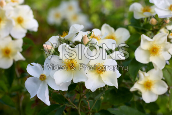Rosa Kew Gardens