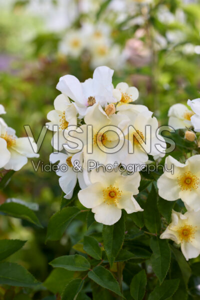 Rosa Kew Gardens