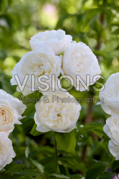 Rosa William and Catherine Rosa William and Catherine