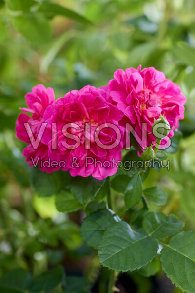 Rosa Princess Anne Rosa Princess Anne