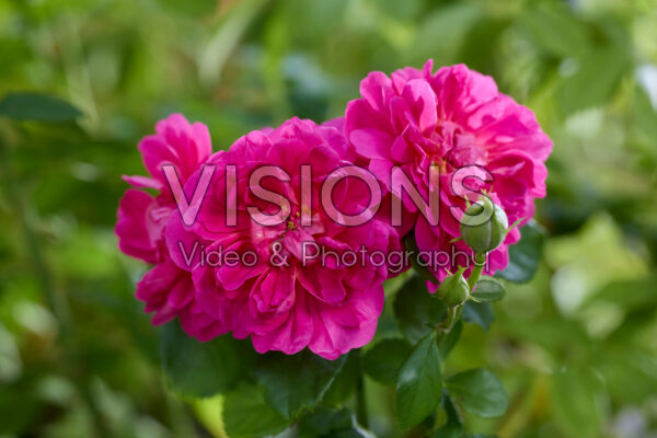 Rosa Princess Anne