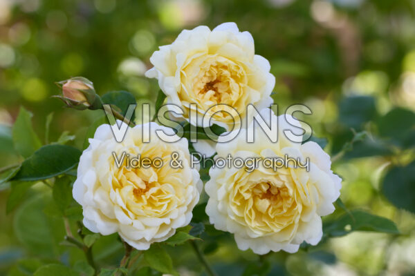 Rosa Nye Bevan