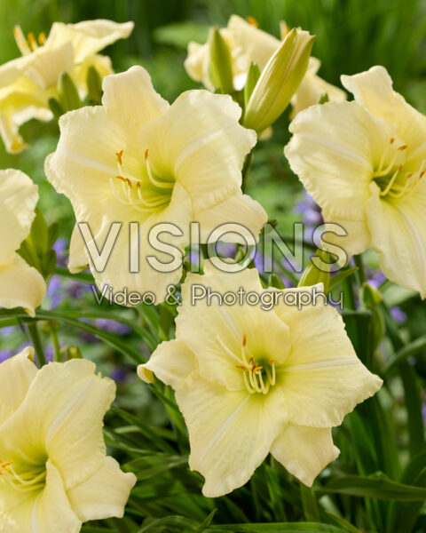 Hemerocallis Ice Carnival Hemerocallis Ice Carnival