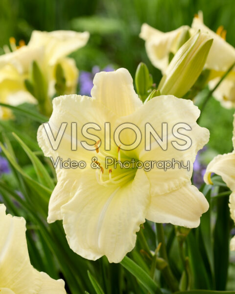 Hemerocallis Ice Carnival Hemerocallis Ice Carnival