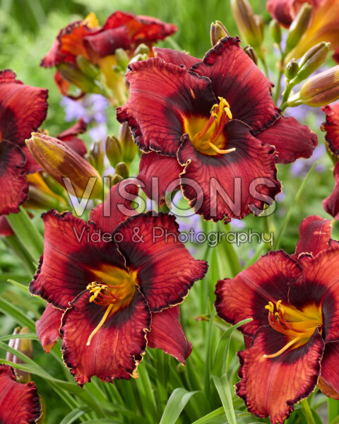 Hemerocallis Spacecoast El Bandito
