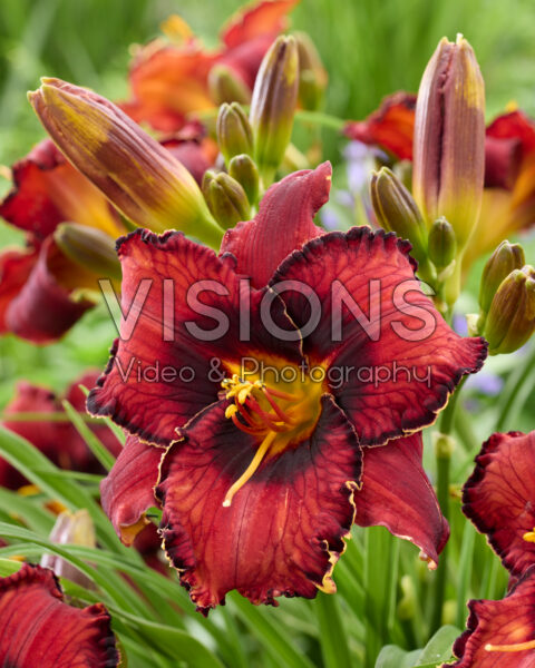 Hemerocallis Spacecoast El Bandito Hemerocallis Spacecoast El Bandito