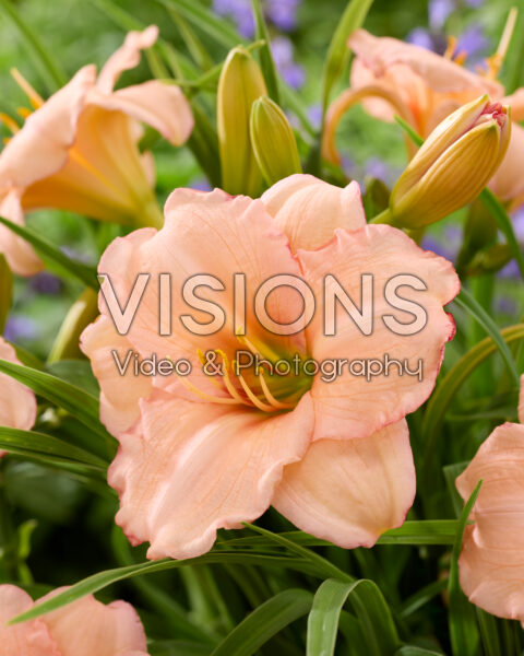 Hemerocallis On and On