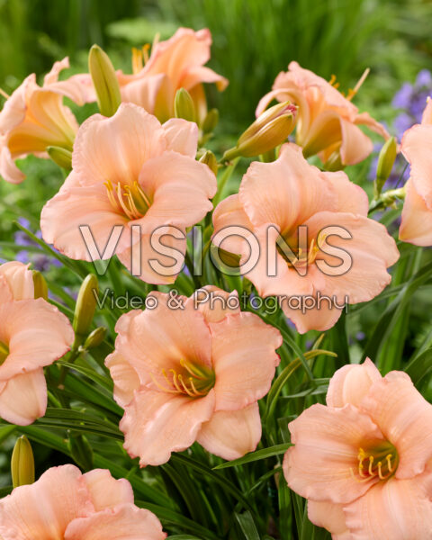 Hemerocallis On and On