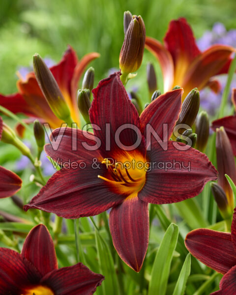 Hemerocallis Black Prince