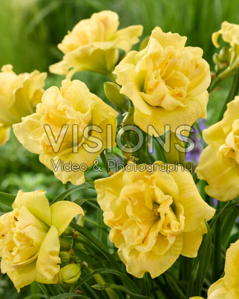 Hemerocallis Yellow Submarine