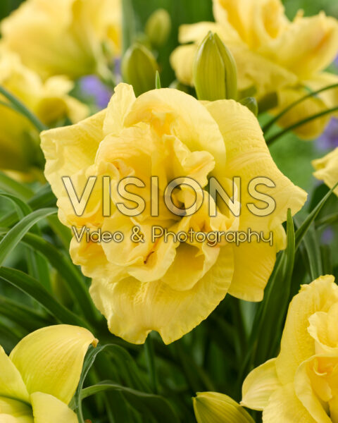 Hemerocallis Yellow Submarine