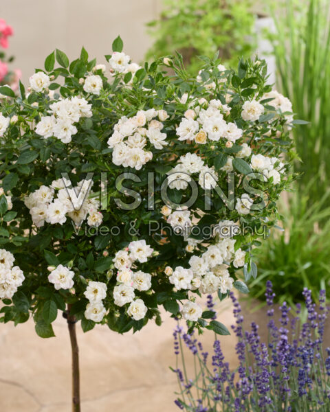 Rosa Perfect White