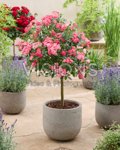 Rosa Perfect Pink
