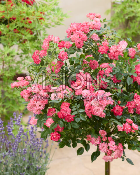 Rosa Perfect Pink
