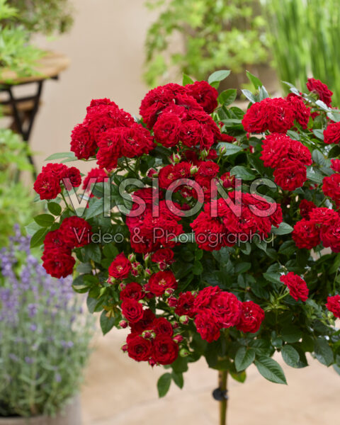 Rosa Red Optima
