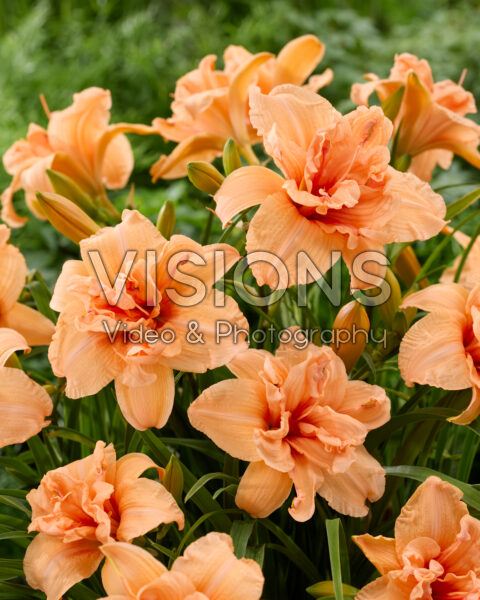 Hemerocallis Double Dream Hemerocallis Double Dream