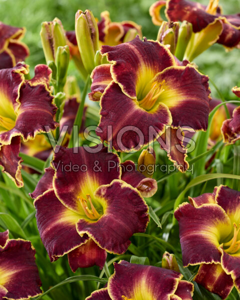 Hemerocallis Storm of the Century