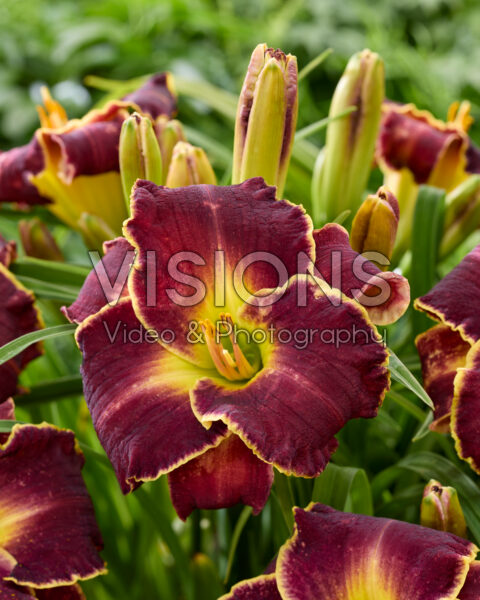 Hemerocallis Storm of the Century