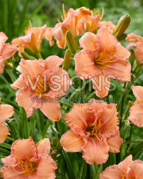 Hemerocallis EveryDaylily™ Salmon®