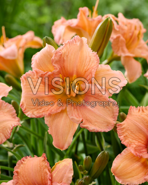 Hemerocallis EveryDaylily™ Salmon®