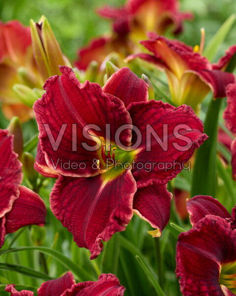 Hemerocallis Bloomfinity™ Unstopable Red Hemerocallis Bloomfinity™ Unstopable Red