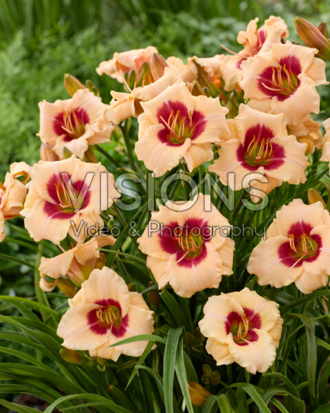 Hemerocallis Brilliant Circle