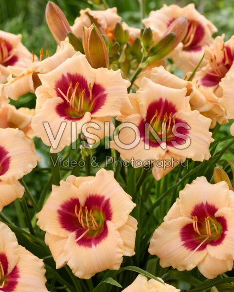 Hemerocallis Brilliant Circle Hemerocallis Brilliant Circle